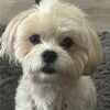 ginnysofly